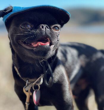 Dog Days of Summer