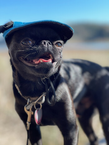 Dog Days of Summer